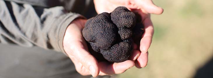 Terra Preta Truffles – the family business advantage